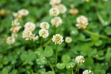 Delicate clover flowers bloom above lush green foliage, glistening with morning dew in a sunny field