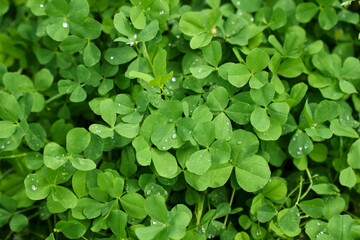 Clover patches with blooming flowers in a lush green setting during a sunny day in early spring