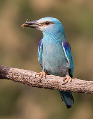 European Roller eating a Cricket
