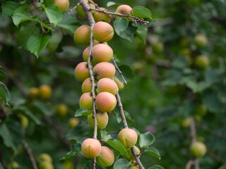 Organic apricots growing on an apricot tree branch. Close-up