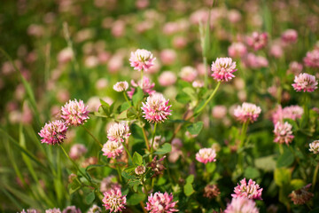 Clover flowers create a colorful display in a green field, basking in sunlight.