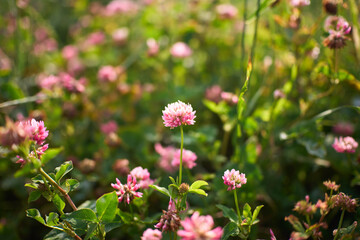 Clover flowers create a colorful display in a green field, basking in sunlight.