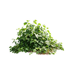 Obraz premium Lush green foliage mound (1)
