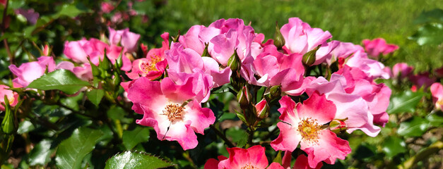 Naklejka premium Peony garden banner. Pink peony flowers in the park. Large flowers outdoors. Close up of pink lush flowers. Natural floral background. Rain water drops on flower in the botanical garden