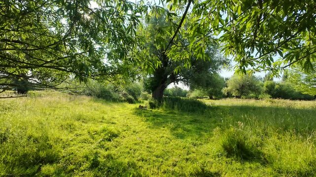 Walking through Coe Fen in Cambridge, United Kingdom. Shot in 4K