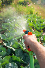 Gardener holding hose with sprayer and watering cabbage in garden