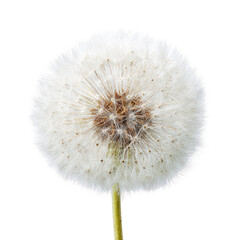Fototapeta premium Close-up of a dandelion seed head (39)