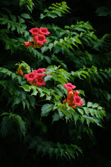 very beautiful bright flowers Campsis grandiflora
