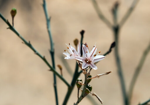 Spring flowering branched asphodel (lat. Asphodelus ramosus)