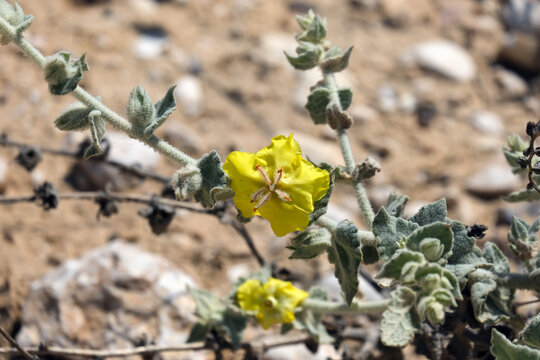 Spring Blossom mullein (lat.- Verbascum eremobium)