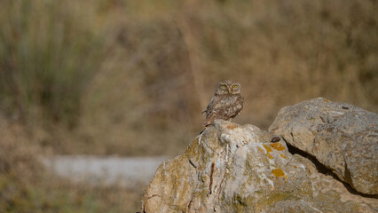 Close-up of a little owl perched on a rock in a Mediterranean landscape