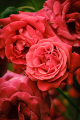 very beautiful pink roses