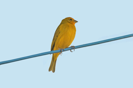 canary perched on a wire with a blue sky in the background