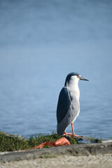 In the shadows where the river dreams,
the night heron walks with its ruby eyes,
keeping silent watch over the forgotten shore.
Its gray feathers carry the weight of the night, and its hoarse song see