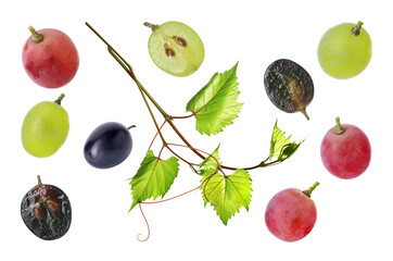 Different fresh ripe grapes and green branch on white background, collection