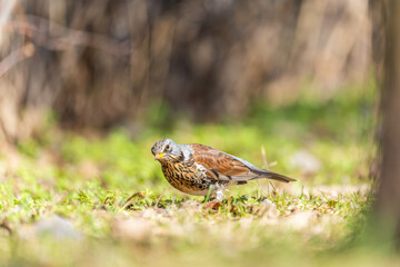 Fototapeta premium Wood bird Fieldfare, Turdus pilaris, on a sprng lawn.