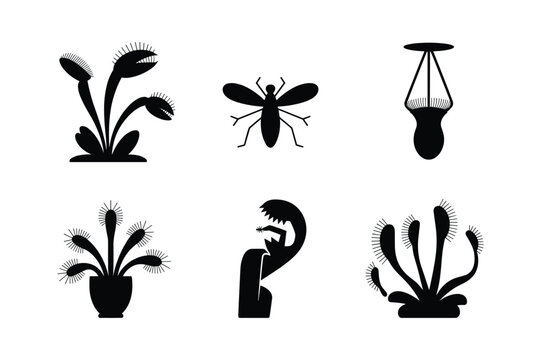 Venus flytrap plant with insect and pitcher plant silhouettes carnivorous plant