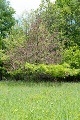 Obraz premium Early Summer in a Verdant Landscape