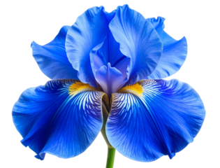 Blue Iris Flower Front View, Full Bloom with Natural Petal Veins, Isolated on Transparent Background
