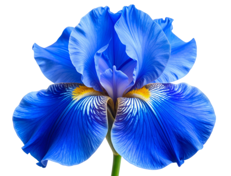 Blue Iris Flower Front View, Full Bloom with Natural Petal Veins, Isolated on Transparent Background