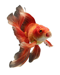 Side View of Orange Goldfish in a Curved Swim Pose with Open Mouth Expression, Isolated on Transparent Background 