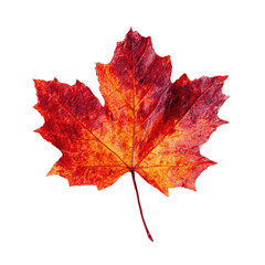 Fototapeta premium Vibrant Autumn Leaf Against Black