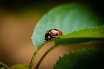 Ladybug Perched on a Green Leaf