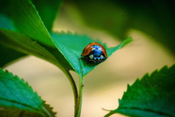 Ladybug Perched on a Green Leaf