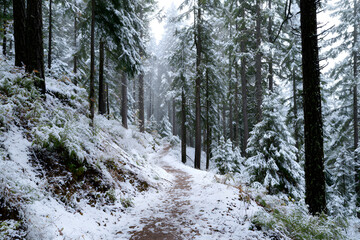 Snow-covered trail winding through a dense pine forest
