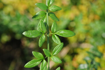 Symmetrical leaf pattern of winter jasmine