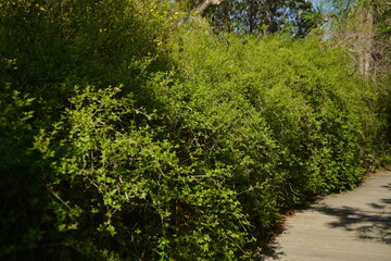 Winter jasmine natural hedge