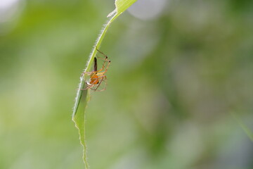 Striped lynx spider in the vegetable garden.