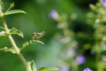 Fototapeta premium Mantodea found in perfect grove.