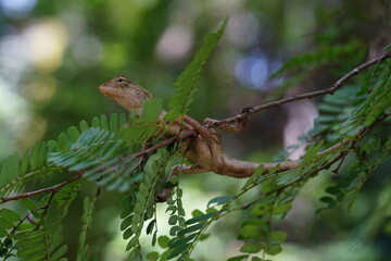 A Chameleon is perched on the top of a tamarind tree.