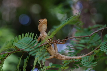 Fototapeta premium A Chameleon is perched on the top of a tamarind tree.