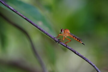The predatory insects will eat the grasshoppers.