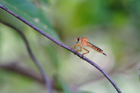 Predacool Predatory Insects