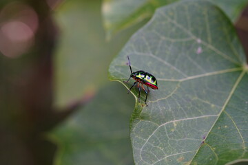 Lychee shield bug clings to a leaf in the forest.