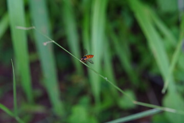 Marmalade hoverfly perches on a leaf in the forest.