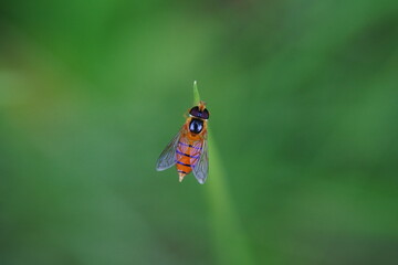 Marmalade hoverfly perches on a leaf in the forest.