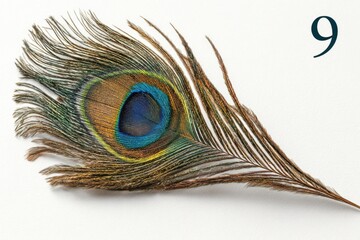 Fototapeta premium Close-up peacock feather, vibrant colors