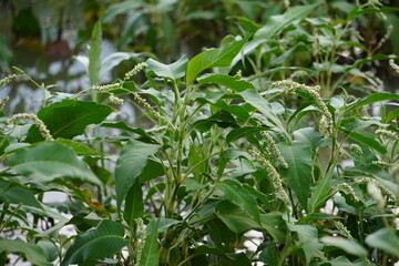 A cluster of Pale Knotweed plants with its developing flower heads