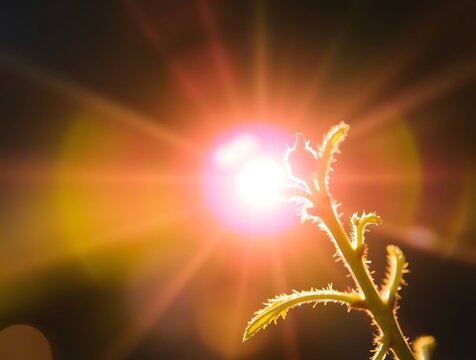 A young plant reaches for the sun with lens flare emphasizing growth and vitality