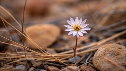 Delicate flower growing among rocks and dry grass. , spring blossom