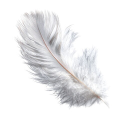 Fototapeta premium Close-up of a single white feather