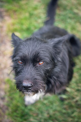 Portrait of a cute black dog, top view