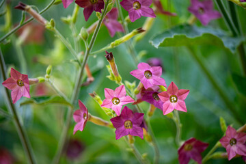 Close up of Nicotiana Bronze Queen Plant Flowering in Summer