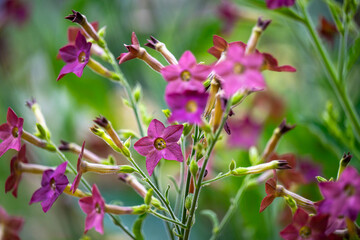 Close up of Nicotiana Bronze Queen Plant Flowering in Summer