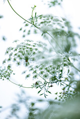Beautiful Ammi Plant with Umbrella-Like Flower Heads