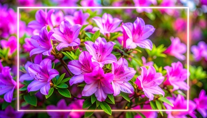 Close-up of Vibrant Purple Azalea Flowers with Green Leaves and a Glowing Neon Frame